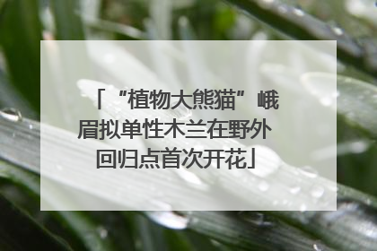 “植物大熊猫”峨眉拟单性木兰在野外回归点首次开花