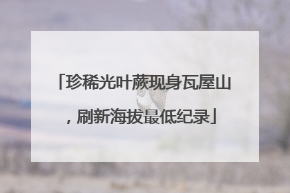 珍稀光叶蕨现身瓦屋山，刷新海拔最低纪录