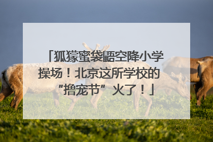 狐獴蜜袋鼯空降小学操场！北京这所学校的“撸宠节”火了！