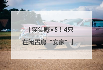 猫头鹰×5！4只在闲置房“安家”