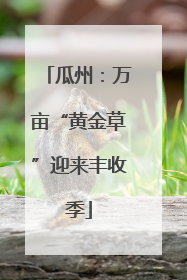 瓜州：万亩“黄金草”迎来丰收季