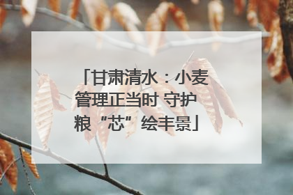 甘肃清水：小麦管理正当时 守护粮“芯”绘丰景