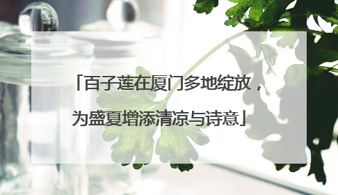 百子莲在厦门多地绽放，为盛夏增添清凉与诗意