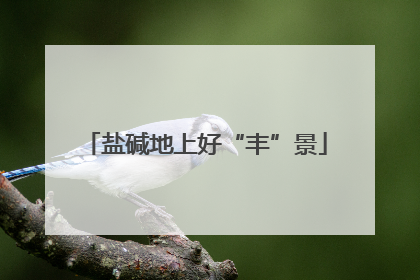盐碱地上好“丰”景