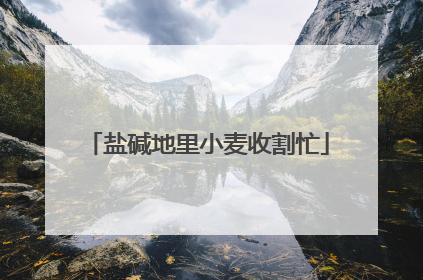 盐碱地里小麦收割忙