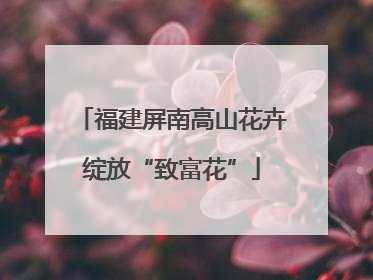 福建屏南高山花卉绽放“致富花”