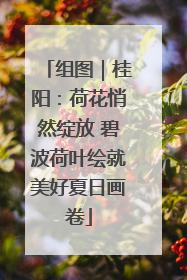 组图｜桂阳：荷花悄然绽放 碧波荷叶绘就美好夏日画卷