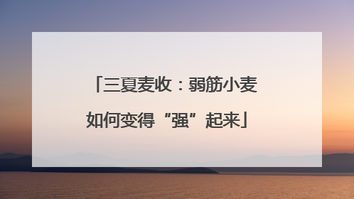 三夏麦收：弱筋小麦如何变得“强”起来