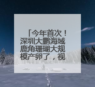 今年首次！深圳大鹏海域鹿角珊瑚大规模产卵了，视频→