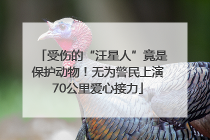 受伤的“汪星人”竟是保护动物！无为警民上演70公里爱心接力