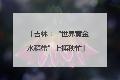 吉林：“世界黄金水稻带”上插秧忙