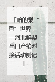咱的梨“香”世界——河北鲜梨出口产销对接活动侧记