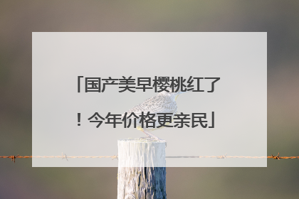 国产美早樱桃红了！今年价格更亲民