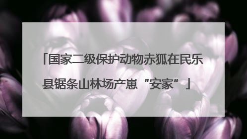 国家二级保护动物赤狐在民乐县锯条山林场产崽“安家”