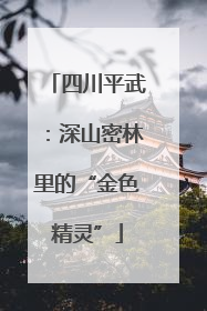 四川平武：深山密林里的“金色精灵”