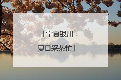 宁夏银川：夏日采茶忙