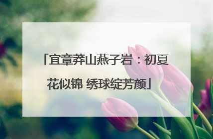 宜章莽山燕子岩：初夏花似锦 绣球绽芳颜