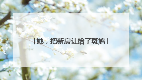 她，把新房让给了斑鸠