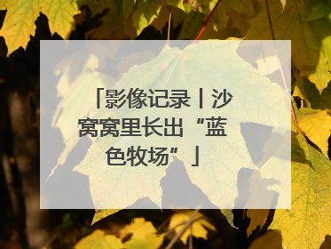 影像记录丨沙窝窝里长出“蓝色牧场”