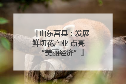 山东莒县：发展鲜切花产业 点亮“美丽经济”