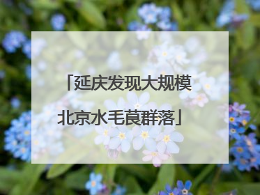 延庆发现大规模北京水毛茛群落