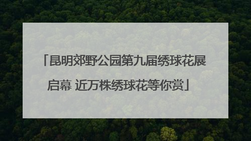 昆明郊野公园第九届绣球花展启幕 近万株绣球花等你赏