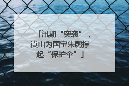 汛期“突袭”，崀山为国宝朱鹮撑起“保护伞”