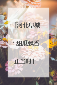 河北阜城：甜瓜飘香正当时