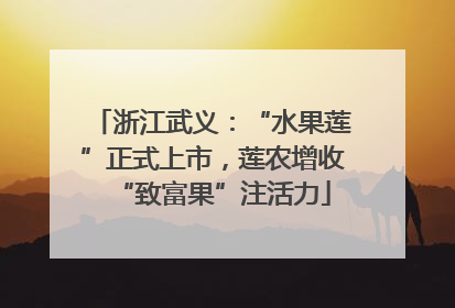 浙江武义：“水果莲”正式上市，莲农增收“致富果”注活力