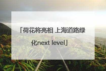 荷花将亮相 上海道路绿化next level