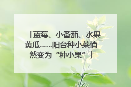 蓝莓、小番茄、水果黄瓜……阳台种小菜悄然变为“种小果”