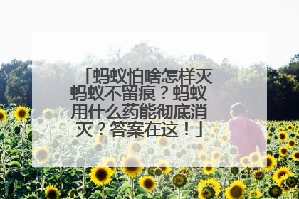 蚂蚁怕啥怎样灭蚂蚁不留痕？蚂蚁用什么药能彻底消灭？答案在这！