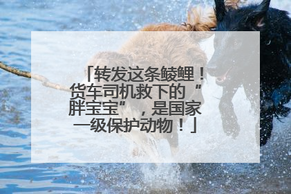 转发这条鲮鲤！货车司机救下的“胖宝宝”，是国家一级保护动物！