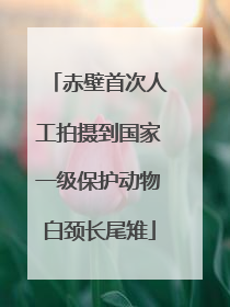赤壁首次人工拍摄到国家一级保护动物白颈长尾雉