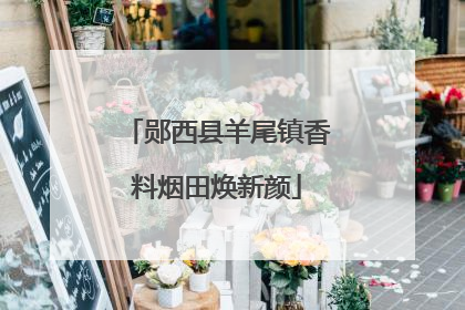 郧西县羊尾镇香料烟田焕新颜