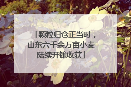 颗粒归仓正当时，山东六千余万亩小麦陆续开镰收获