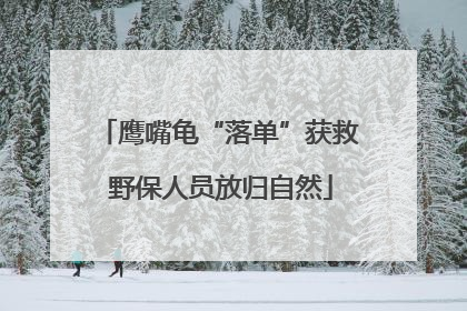 鹰嘴龟“落单”获救 野保人员放归自然