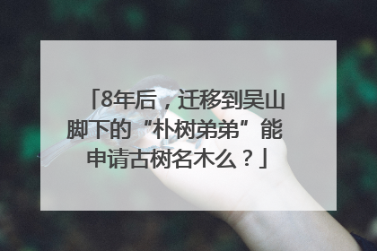 8年后，迁移到吴山脚下的“朴树弟弟”能申请古树名木么？